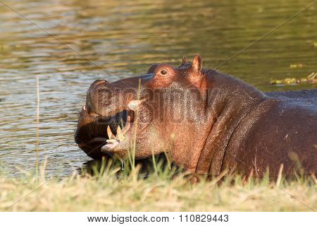 Two Fighting Young Male Hippopotamus Hippopotamus