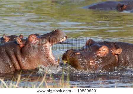 Two Fighting Young Male Hippopotamus Hippopotamus