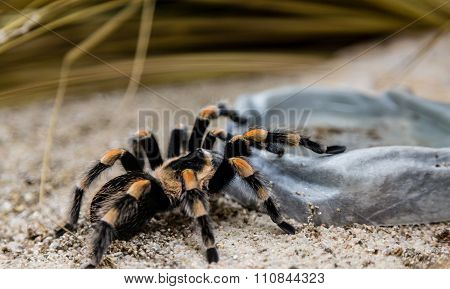 Tarantula On Rock