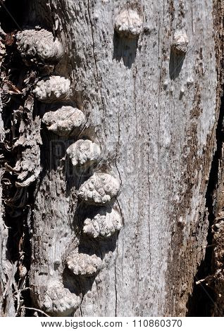 Bulbous Bumps: Tree Texture