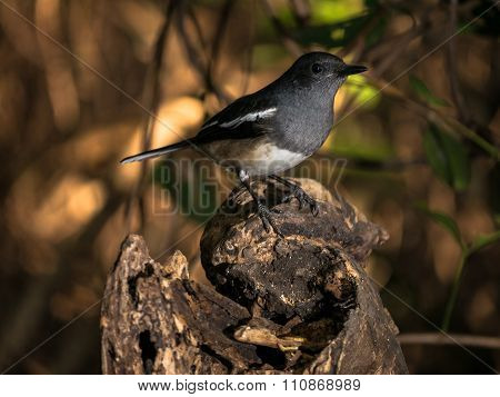 Oriental Magpie Robin
