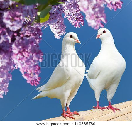 Two White Pigeons On Perch With Flowering Lilac Tree