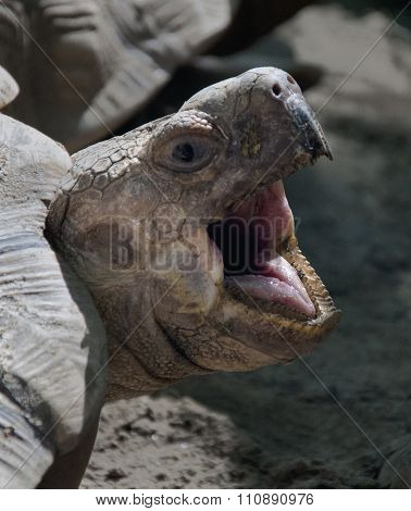 Turtle with open mouth at the zoo