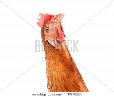 Close Up Of Chicken Head Funny Acting Isolated White Background