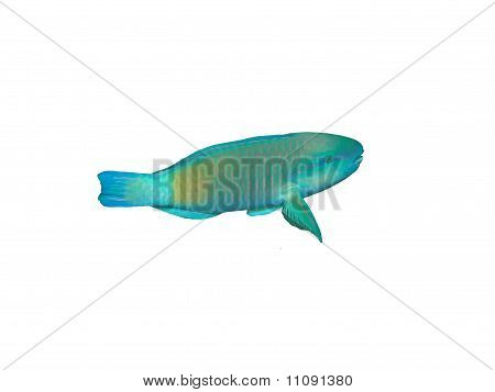 Pappagallo