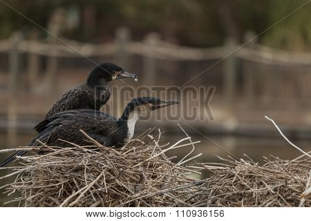 Double-crested Cormorant, Phalacrocorax auritus, bird