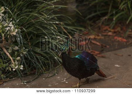 Himalayan Monal, Lophophorus impeyanus