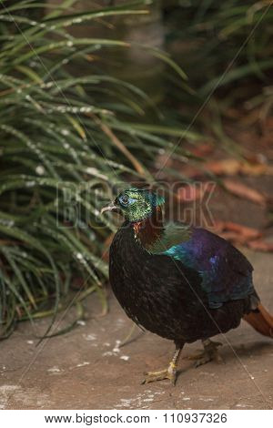 Himalayan Monal, Lophophorus impeyanus