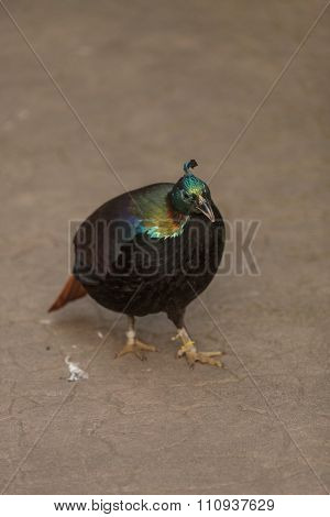 Himalayan Monal, Lophophorus impeyanus