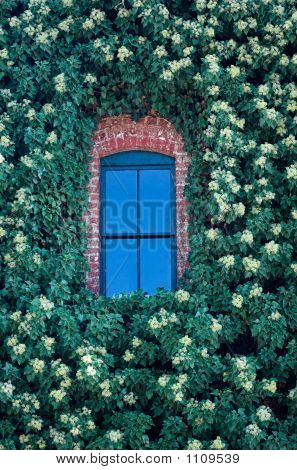 Blauwe venster In Ivy
