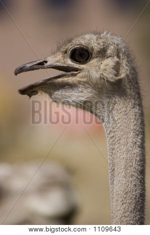Struś