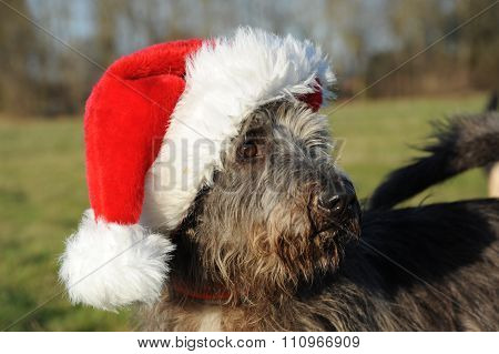 outddors shooting of a mix breed dog with santa hat