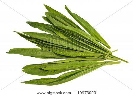 Ribwort Plantain
