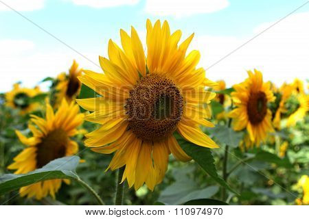 Field Of Sunflowers