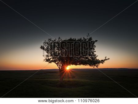 Windswept tree at Penclawdd, Gower