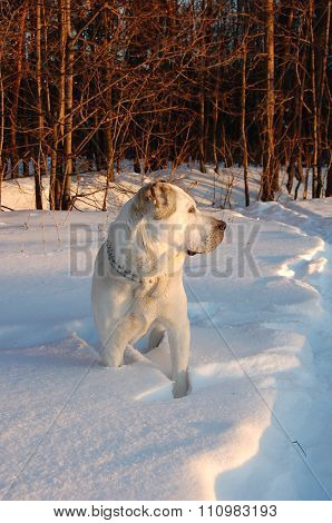 dog in the snow