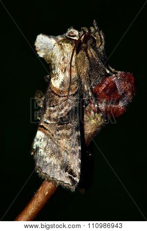 The spectacle moth (Abrostola triplasia)