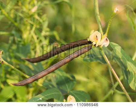 Tiny bloom and ripe peapods of a Strophostyles helvola, Trailing Fuzzy-Bean