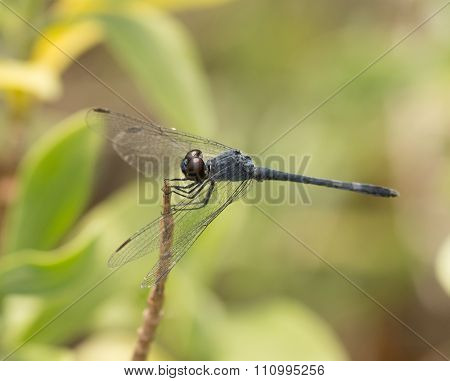 Seaside Dragonlet