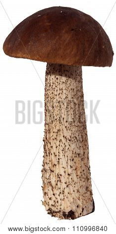 Bolete mushroom isolated on white background