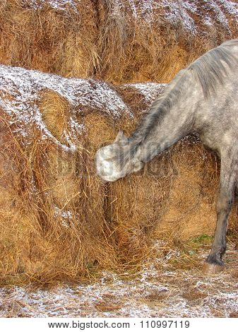 horse and hay