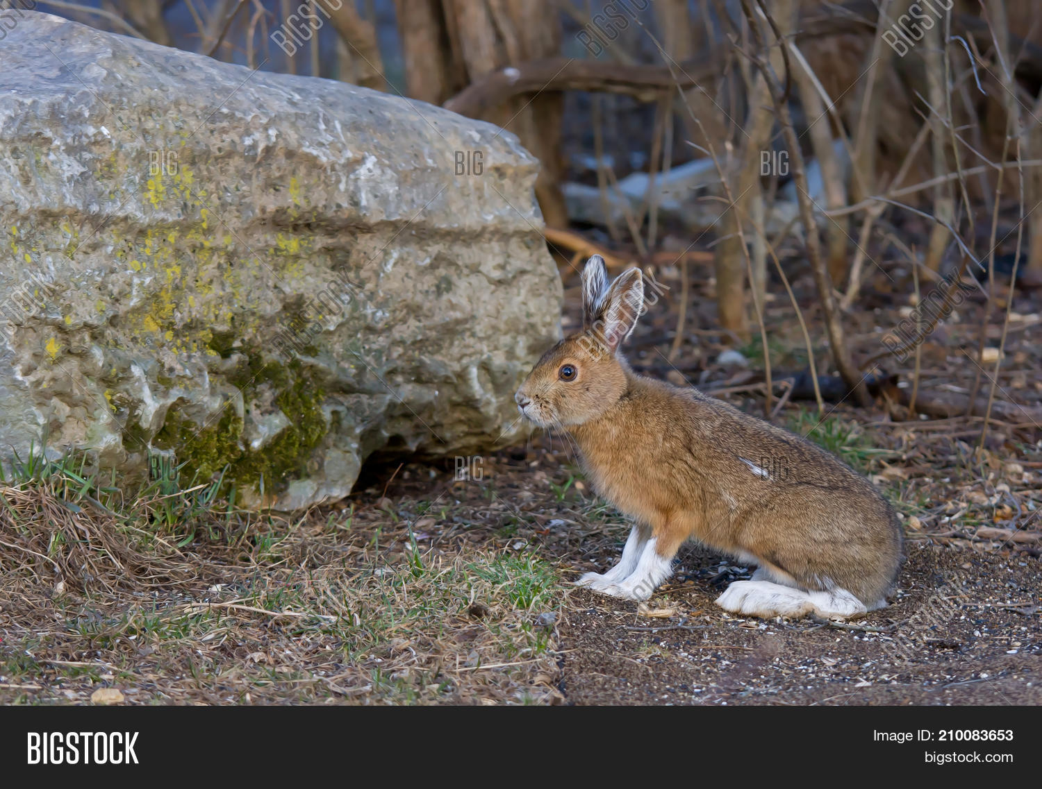 Snowshoe Hare (Lepus Image & Photo (Free Trial) Bigstock