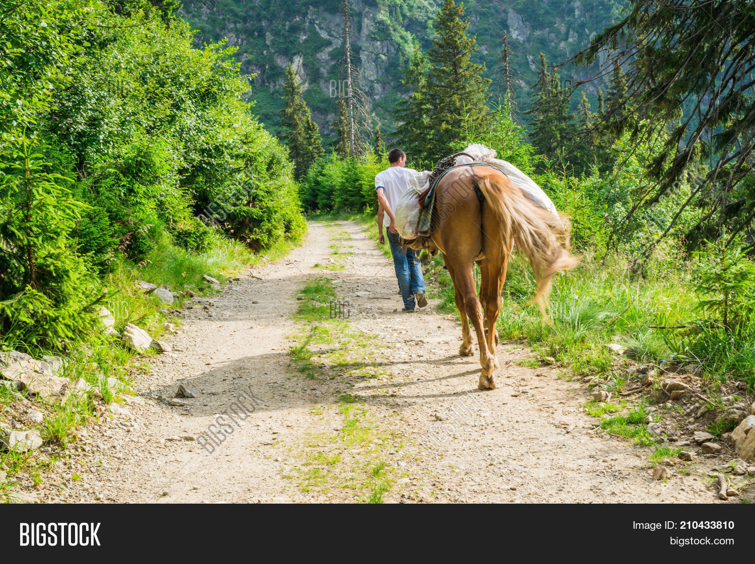 человек который водит лошадь