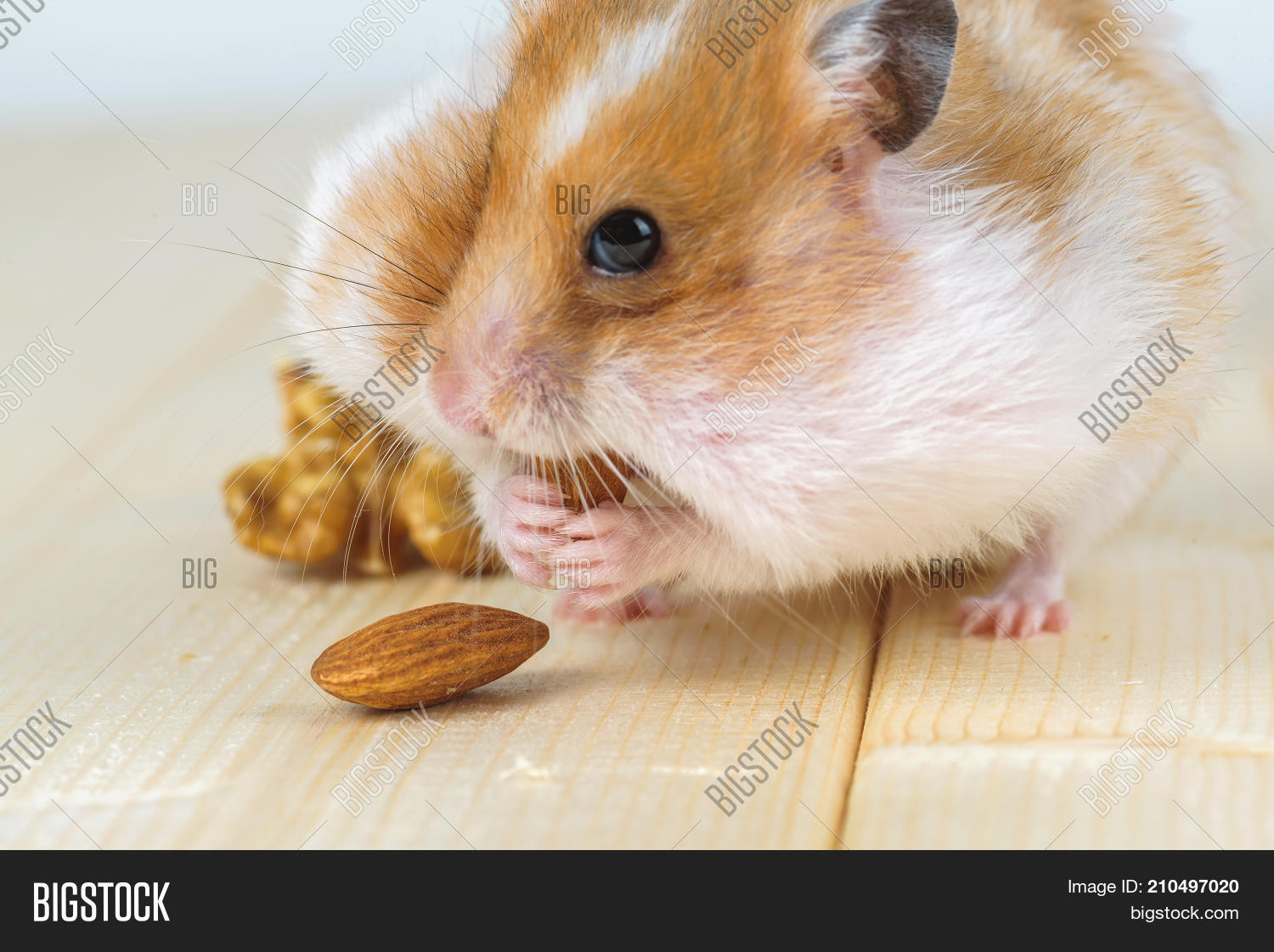 Можно ли хомякам давать орехи. Можно ли хомякам давать орехи. Хомяк с орешками. Хомячок с орехами. Какие орехи нельзя хомякам.