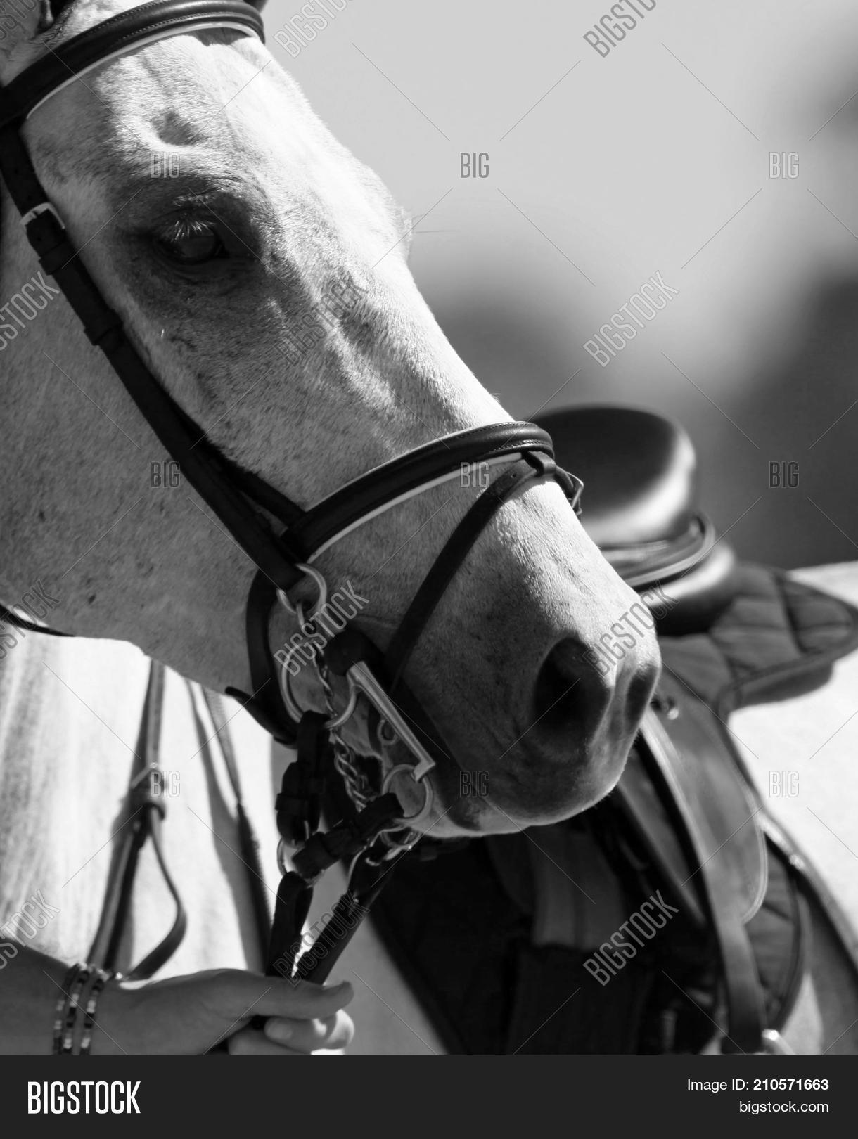 Horse Tacked Ready Go Image & Photo (Free Trial) Bigstock