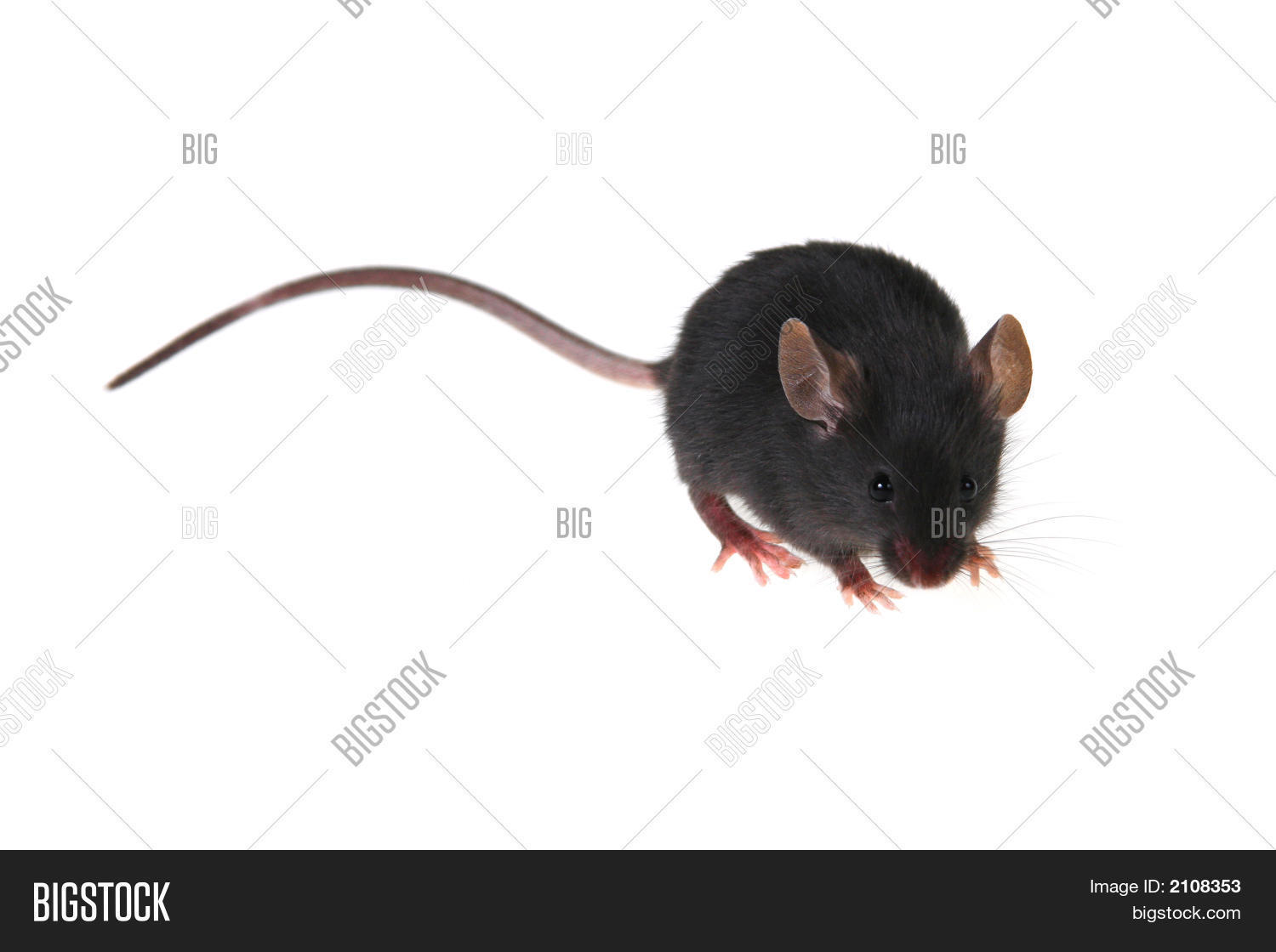 автор черная мышь. мышь черная маленькая. Mouse 4 на мышке. мышка живая. черная мышь декоративная.