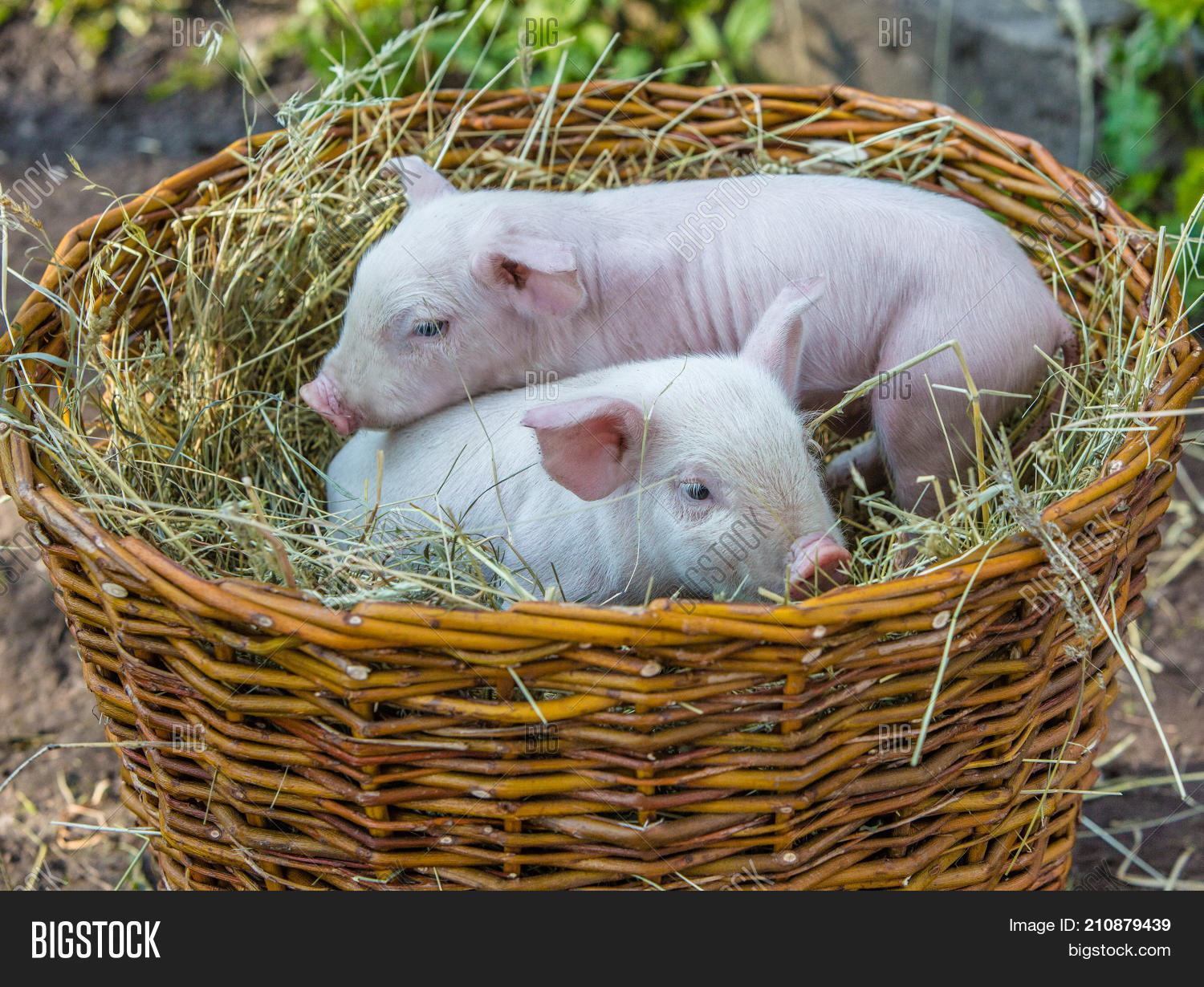 Two Pigs Basket Hay Image & Photo (Free Trial) Bigstock