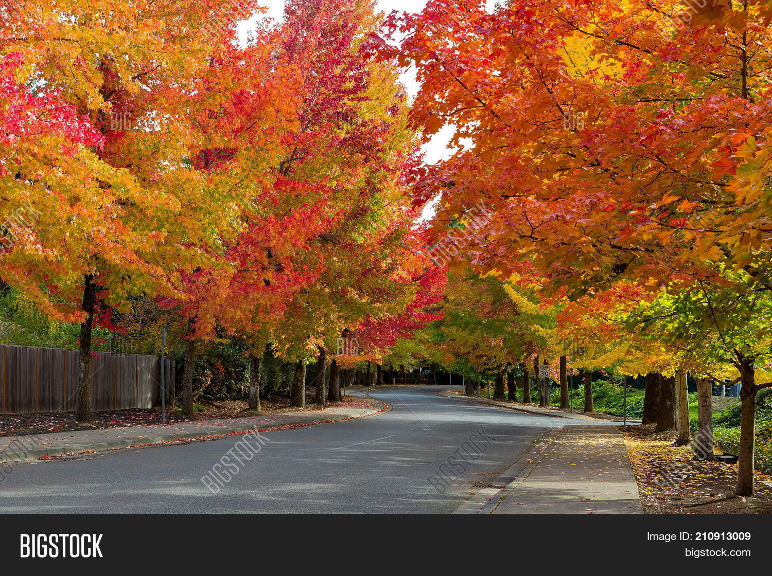 Fall Foliage On Tree Image & Photo (Free Trial) Bigstock