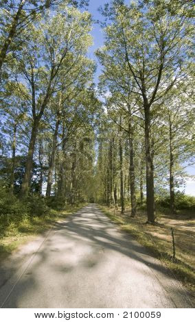 Árvores
