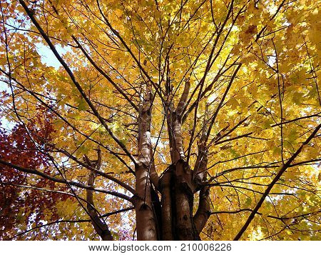 Colored maple leaf , (Acer pseudoplatanus) , Autumn-colors