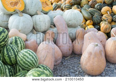 pumpkins and watermelon autumnal harvest small pumpkin texture or autumn background. Harvest of pumpkins and watermelon straight from the field