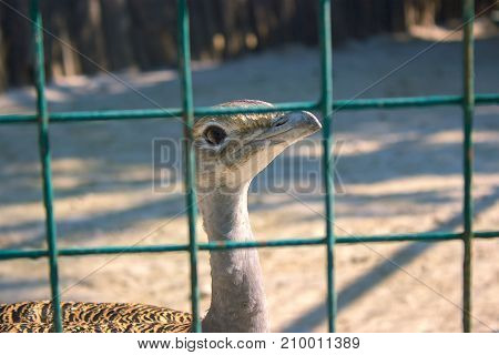 Large Wading Bird In The Stork Family Ciconiidae.