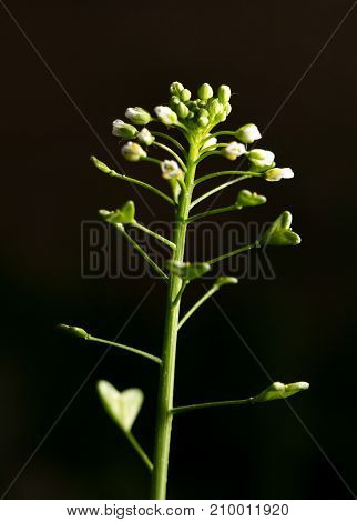 flowering herbs in nature . 