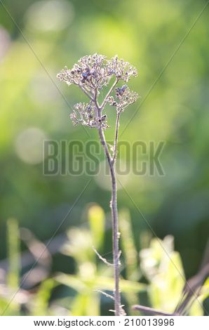 dry thorn in nature . In the park in nature