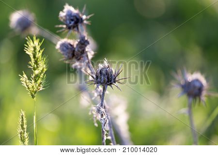 dry thorn in nature . In the park in nature