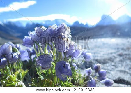 Flowers on Mount Everest summit backround. Nepal