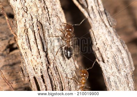ants on wood. close-up . In the park in nature