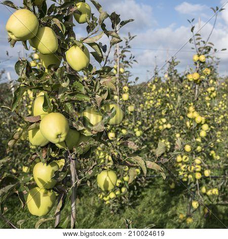yellow golden delicious apples in dutch fruit orchard under blue sky in the netherlands during harvest
