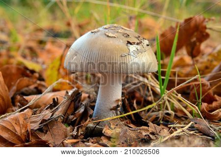 edible amanita vaginata mushroom in the forest, the grisette