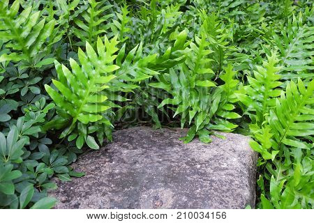 Garden and Plant Brown Stone in The Garden Decorate with Polypodium Diversifolium or Kangaroo Fern.