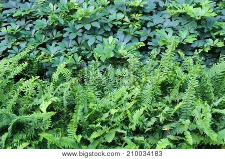 Background Pattern Horizontal of Pteridophyta or Tassle Ferns Textured or Green Bush.