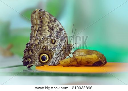 Owl Butterfly Caligo Memnon feeding in a sanctuary