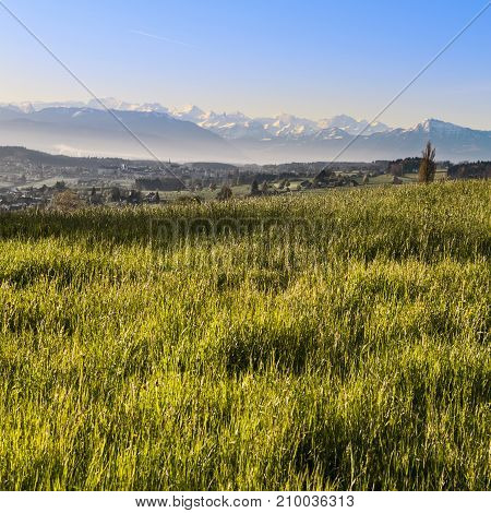 Pasture on the background of snow-capped Alps in Switzerland at sunrise. Swiss small town at the foot of mountains surrounded by meadows in the morning mist