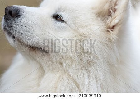 Samoyed dog - Samoyed, one of the oldest breeds of dogs. Refers to a group of Spitz. Space under the text. 2018 year of the dog in the eastern calendar Concept: friend, protection, loyalty, vigilance, security