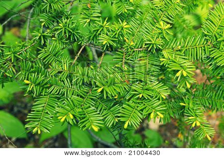 Astratto sfondo verde del Yew europeo
