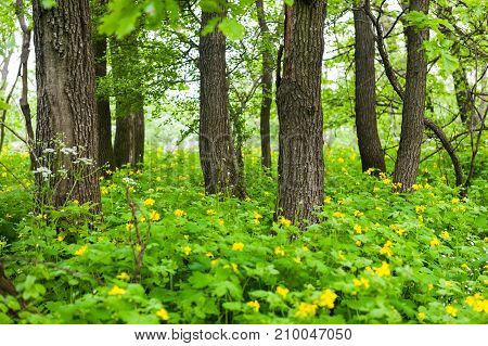 Blooming greater celadine flowers among trees in a green forest